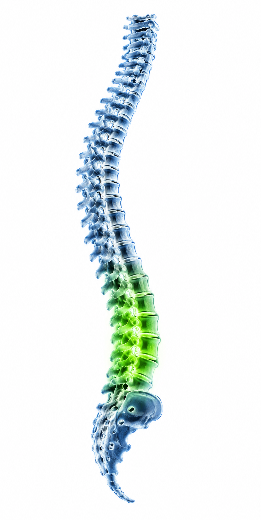 Anatomical illustration of the spine with the lower back highlighted.